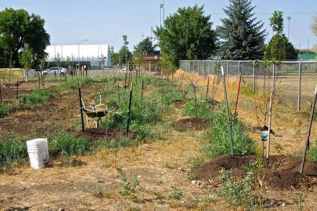 Move Over, Community Gardens: Edible Forests Are Sprouting Up Across America