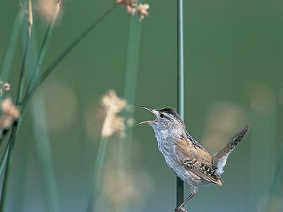 Situated on the Atlantic migratory route, New Jersey ranks among the nation's top birding states. More than 450 species have been documented there, including, the marsh wren (above).
