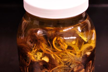 Jenks' mice, preserved at Harvard in alcohol in a 12-inch tall glass jar, are each tagged with critical information.