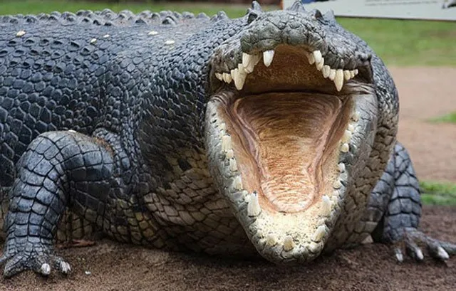 20121121111045crocodile1.jpg