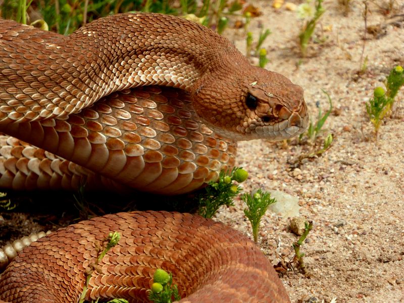Red Diamond Rattlesnake shares the trail near San Diego California