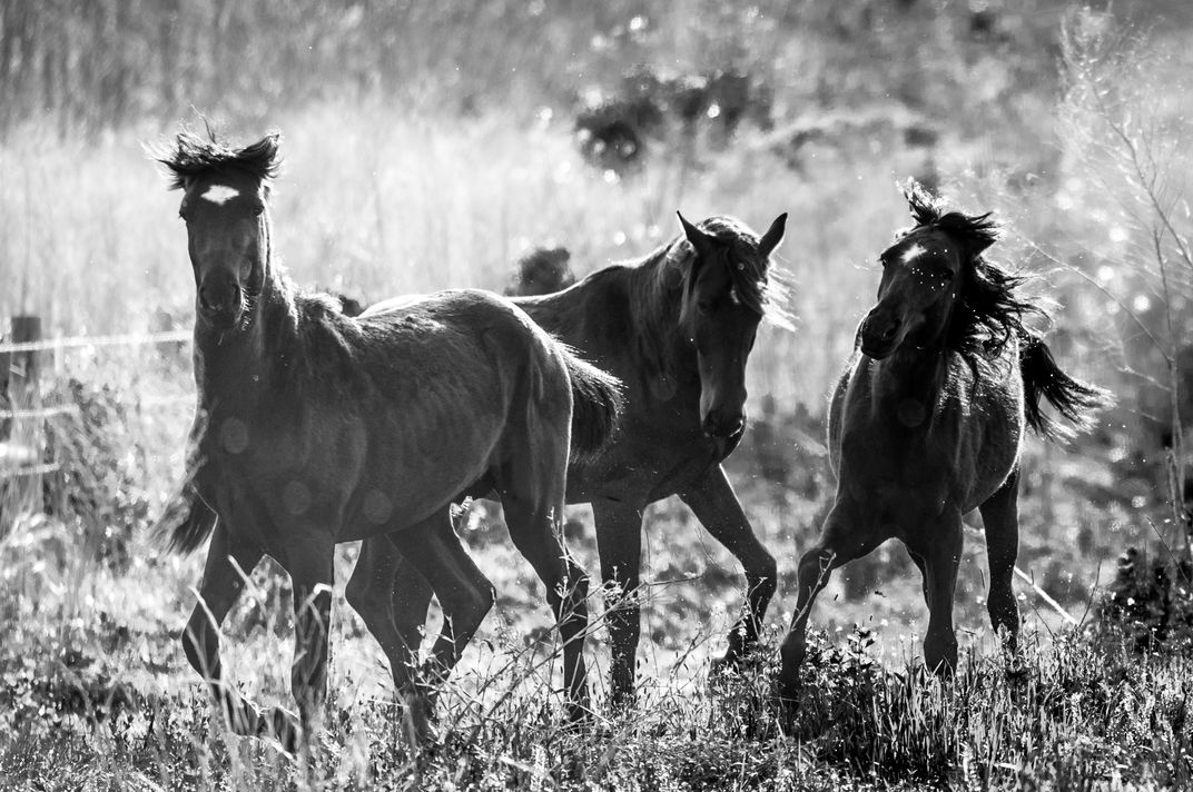 Paynes Prairie, wild horse roaming the prairie | Smithsonian Photo ...