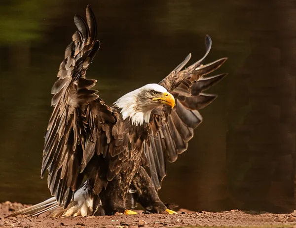 Bald Eagle showing off his fancy landing skills. thumbnail