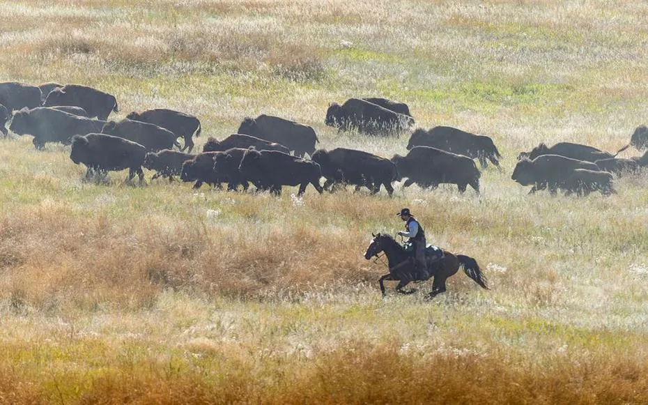 South Dakota Buffalo Roundup