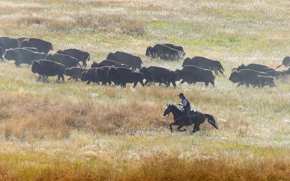 South Dakota’s Buffalo Roundup Is Pure Americana Spectacle