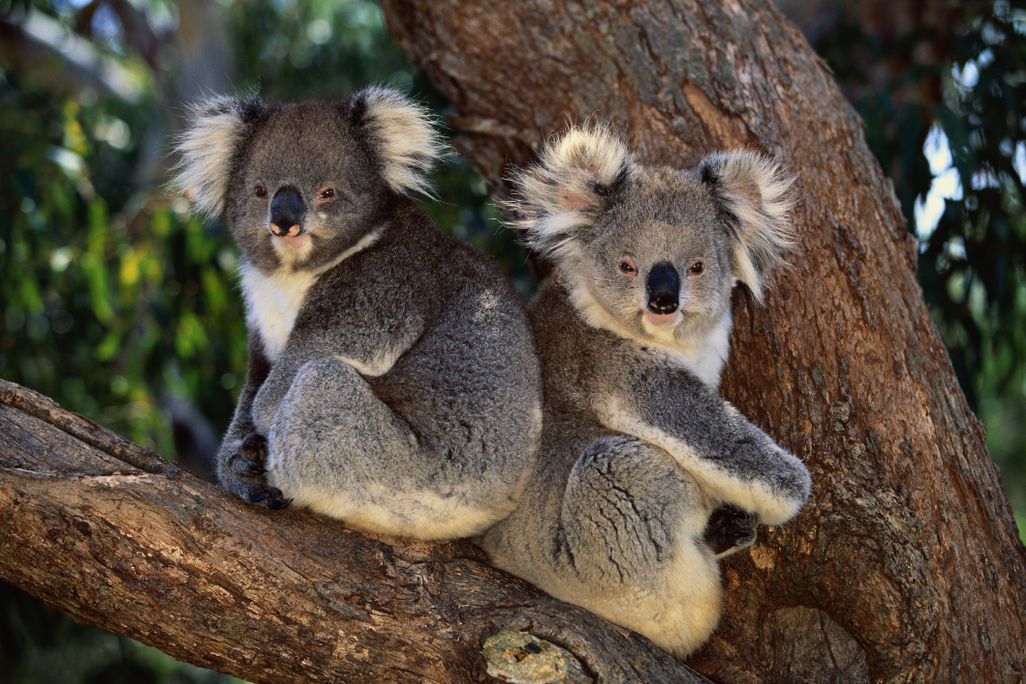 Two koalas in a tree