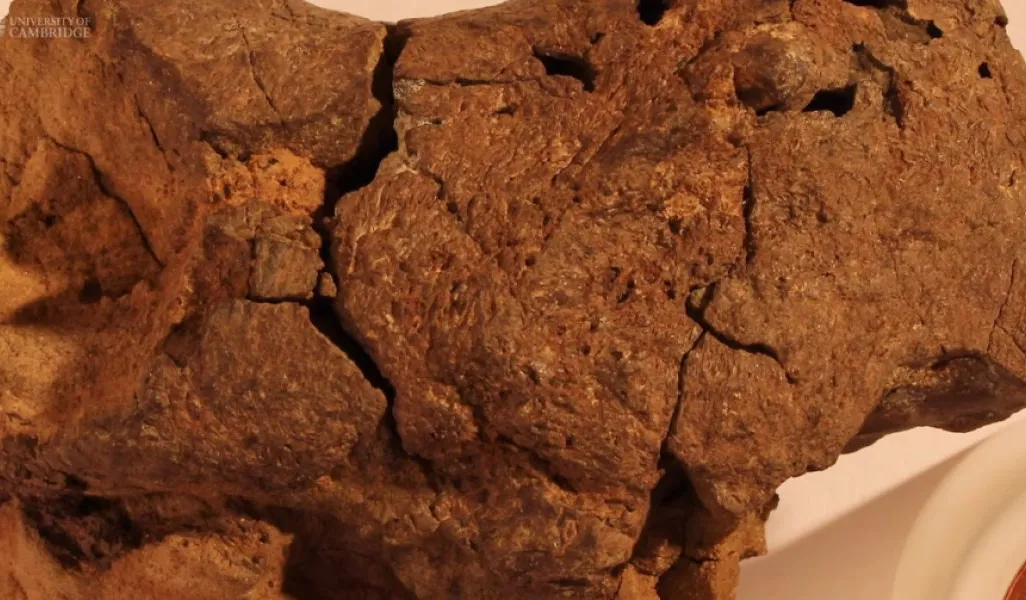 133-Million-Year-Old Pebble Discovered to Be First Fossilized