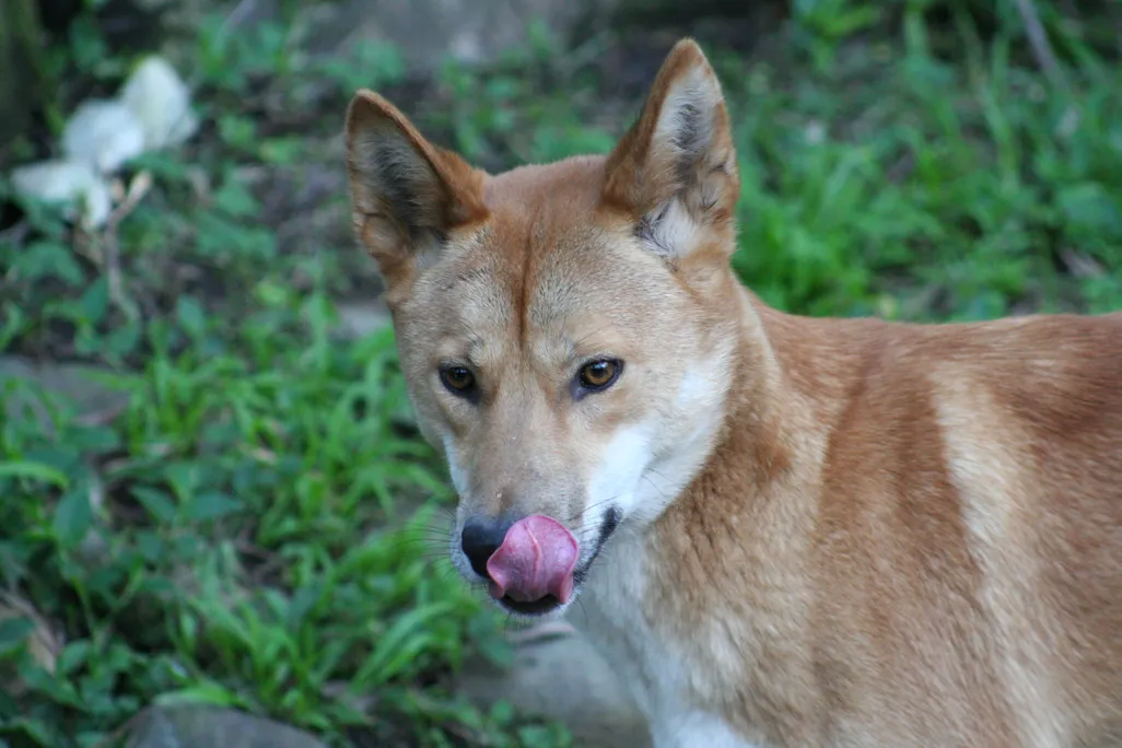 Dingo!.jpg