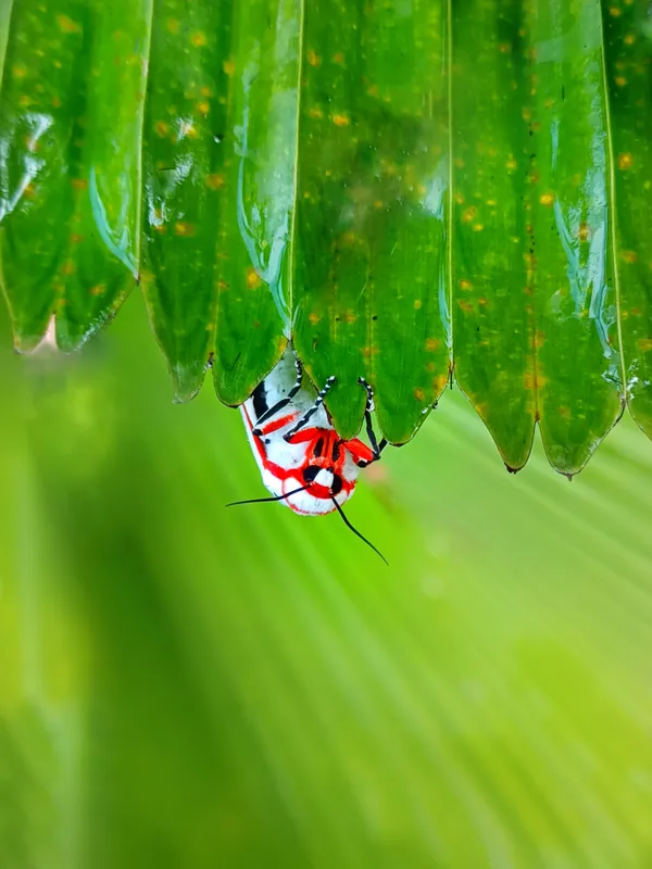 Upside down thumbnail