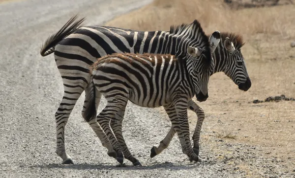 Zebra Love thumbnail