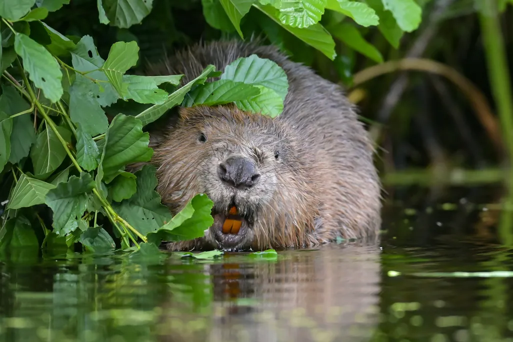 Beaver bearing its orange front teeth while sitting in water beneath plants