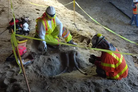 A partial skull of an ancient elephant uncovered in a new L.A. Metro station.