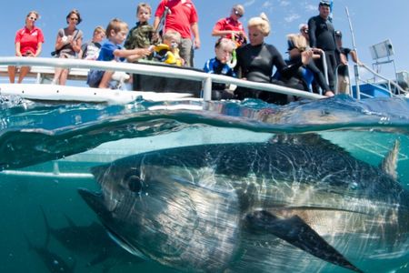 Ranching southern bluefin tuna has been a big-ticket industry in South Australia for years. One company hopes that inviting tourists to swim with the fish will prove successful, too.