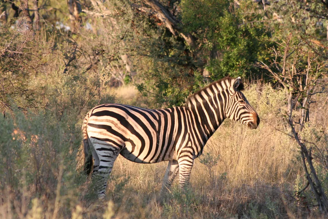 Zebra