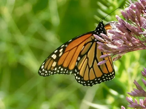 Summer Royalty thumbnail