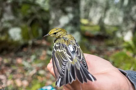 A young blackpoll warbler with a NanoTag on Borgles Island, Nova Scotia