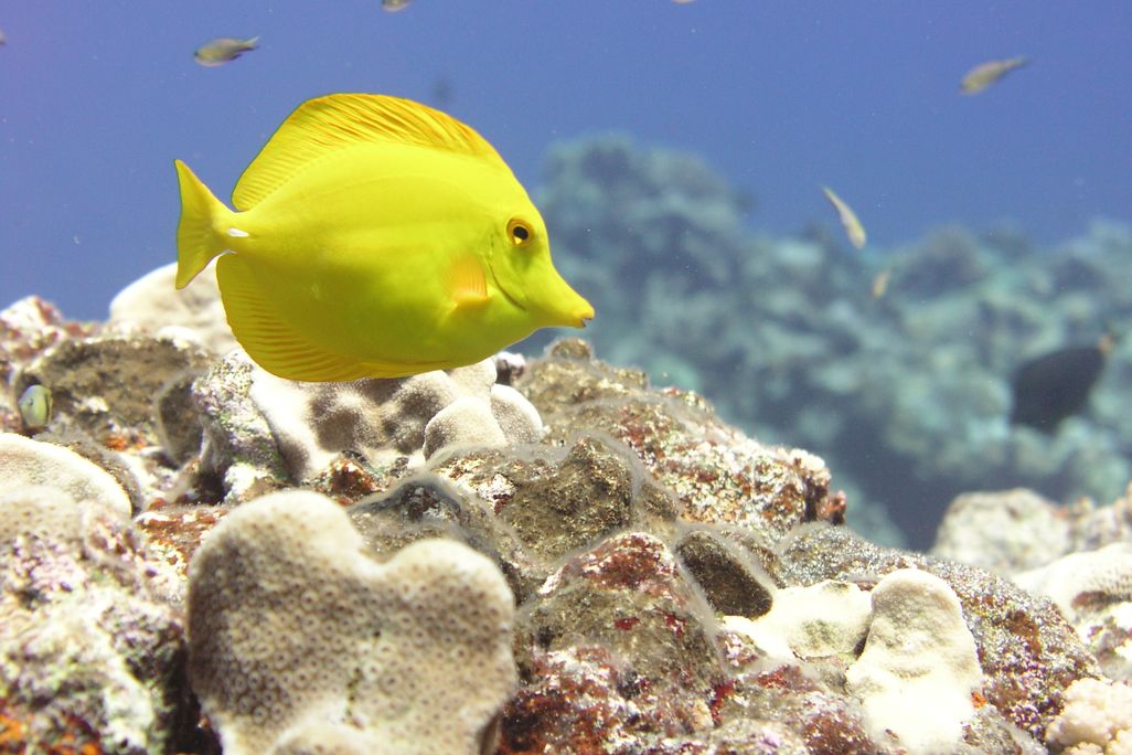 20110520104024tang.jpg