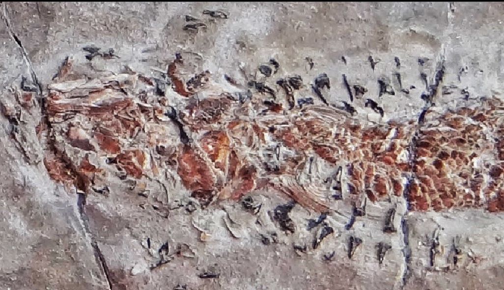Fossil of squid-relative attacking a fish
