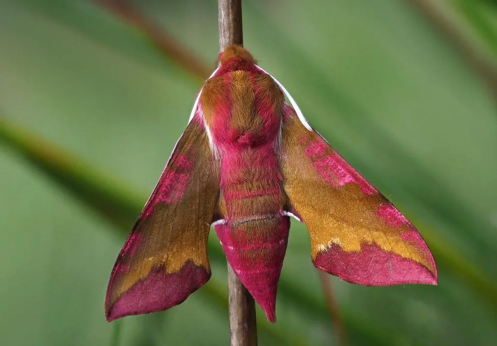 Small elephant hawk moth