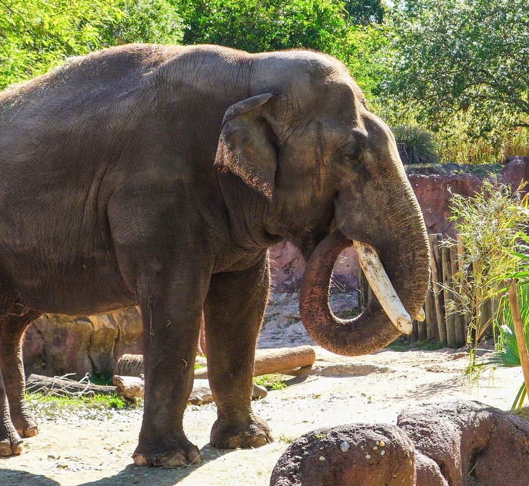 Meet Spike, the Affable Asian Bull Elephant Trucked Up From Florida to Join the National Zoo