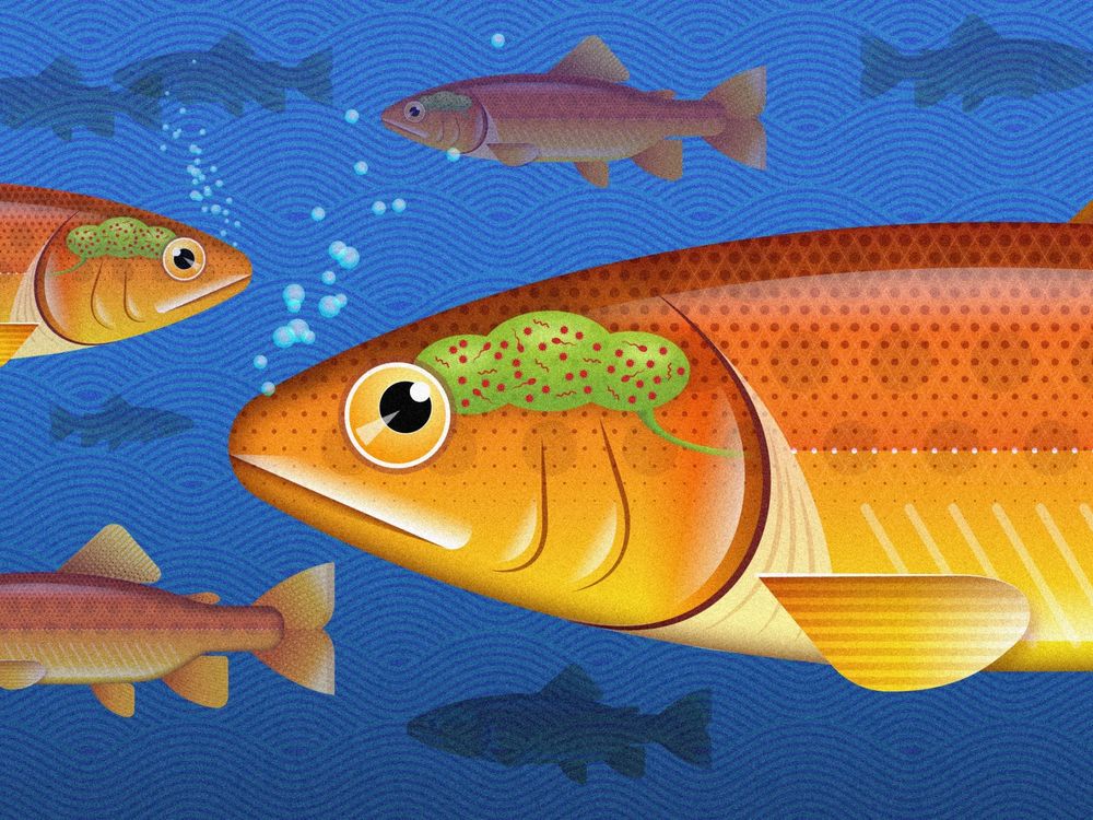 Fish Brain Illustration