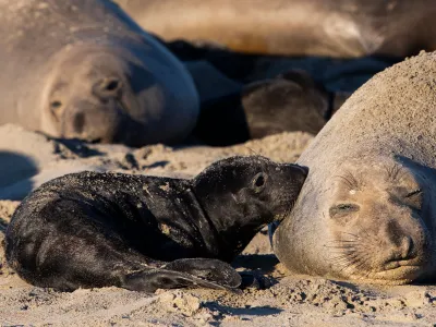A female elephant seal rests with her pup on the California coast. Pups in this population spend more days fattening up on mother&rsquo;s milk than in southern populations on the Kerguelen Islands.