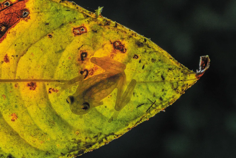 Glass frog