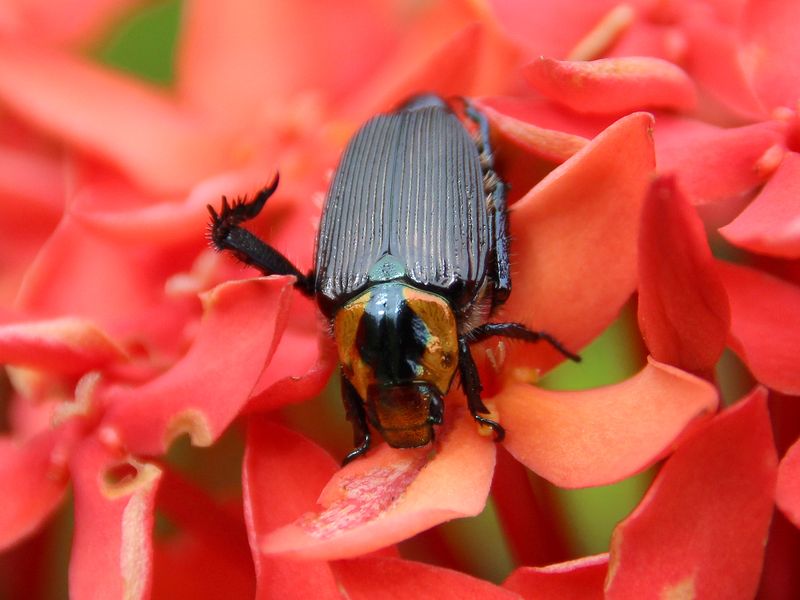 Black and Gold Beetle Smithsonian Photo Contest Smithsonian Magazine