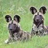 Wild Dogs Have Muscles for 'Puppy Eyes,' Suggesting the Cute Expression Did Not Evolve Just for Humans icon