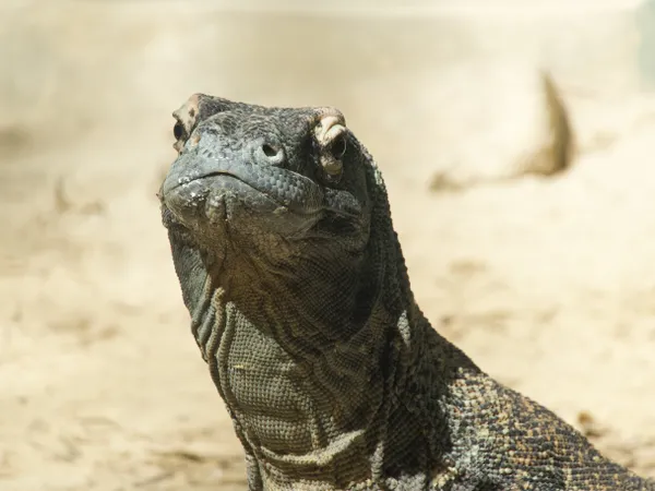 Portrait of a Komodo Dragon thumbnail