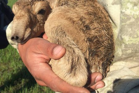 Newborn saiga calf nestling in the arms of a scientist of the joint health monitoring team.