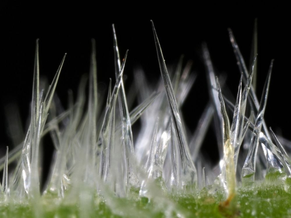 Close up of stinging tree hairs on the leaves, which are clear and almost resemble tiny icicles 