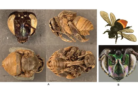 Bees from the nest structures: A) Head, side, top and bottom views of bees found inside the cells, B) drawing of Eufriesea surinamensis and photograph of the head of a modern bee taken by David Roubik
