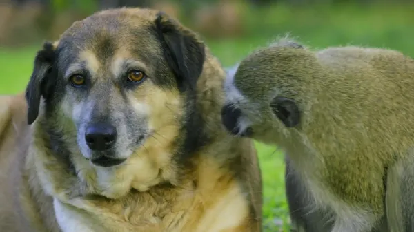 Preview thumbnail for A Vervet Monkey Befriends Some Hostile Dogs