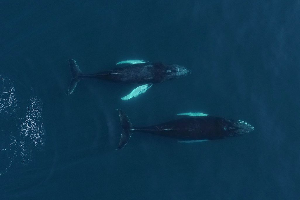 whales swimming underwater