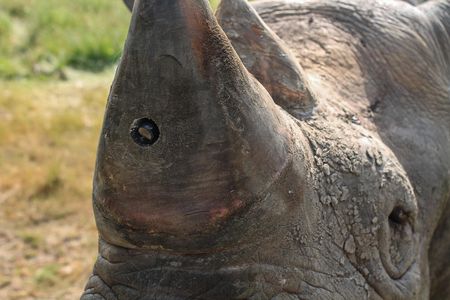 A tiny camera is embedded in the horn of a black rhino.