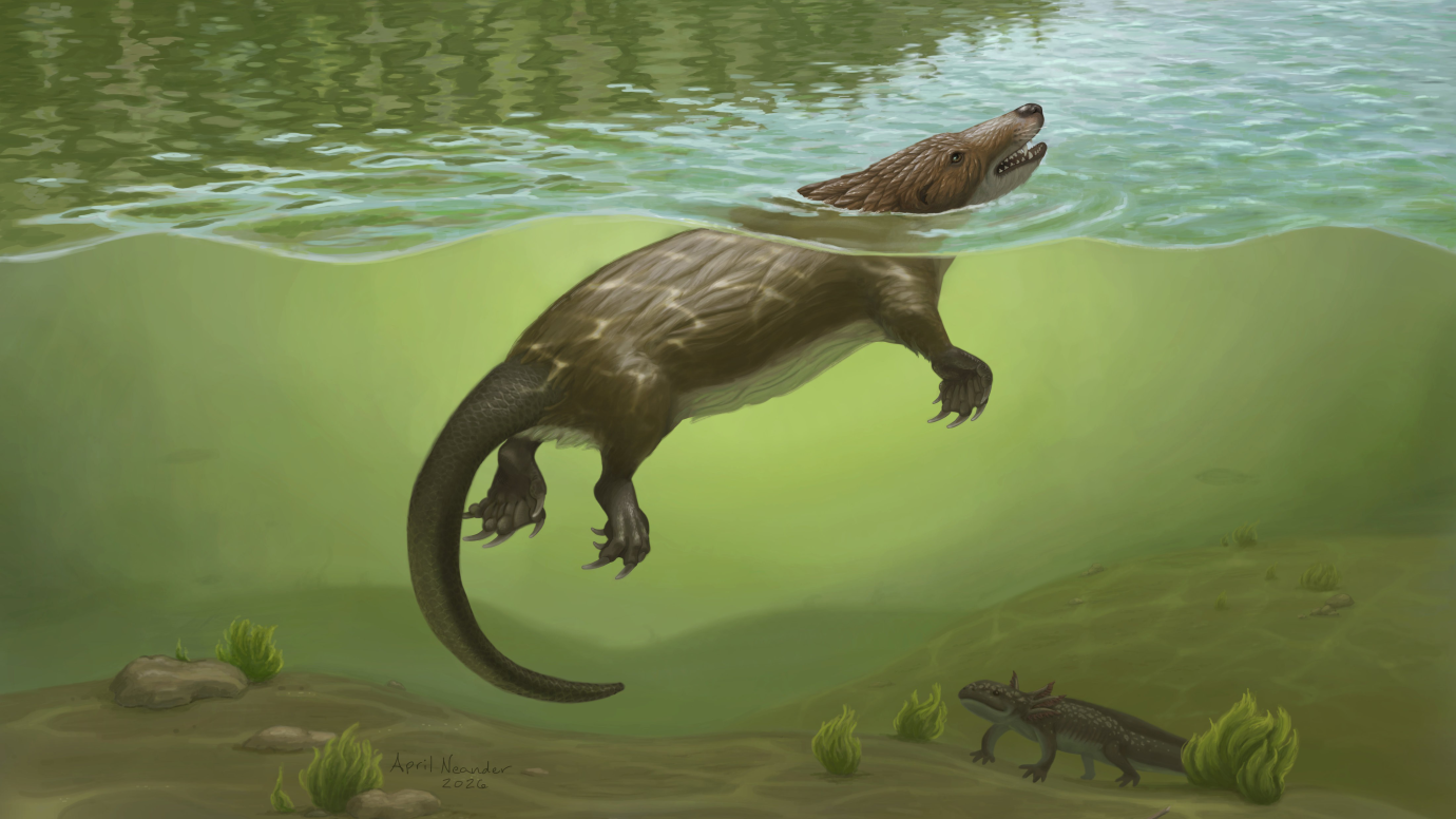 This Ancient Animal Looked Like a Platypus-Otter Hybrid. It's Providing Clues About the Origins of Mammalian Suckling and Swallowing