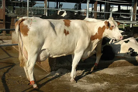 Cows with the slick gene have sleek, short hair that helps keep them cool.