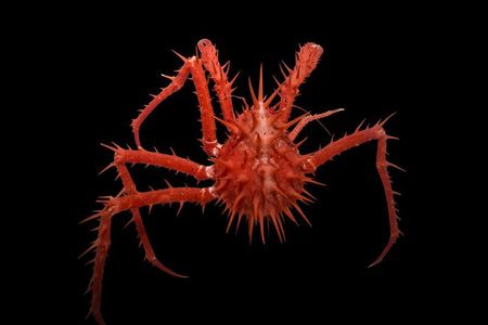 A spiny crab pulled up by the Investigator team