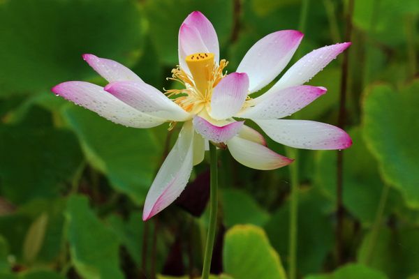 Pink Lotus (Water Lily) thumbnail