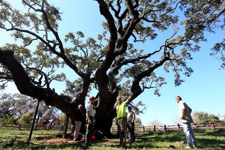 Arborists gather around the "Big Tree" last year to remove soil that had built up around its base.