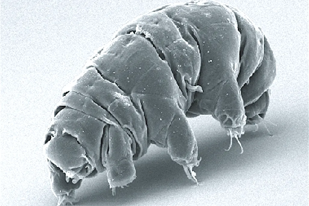 A photo of a close up of the tardigrade, a microscopic organism. The tardigrade has various segments and has pudgy legs.