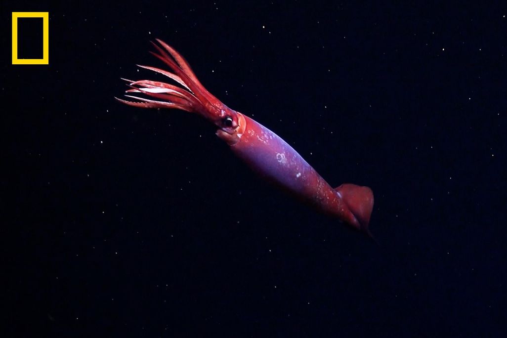 Reddish pink squid in dark water