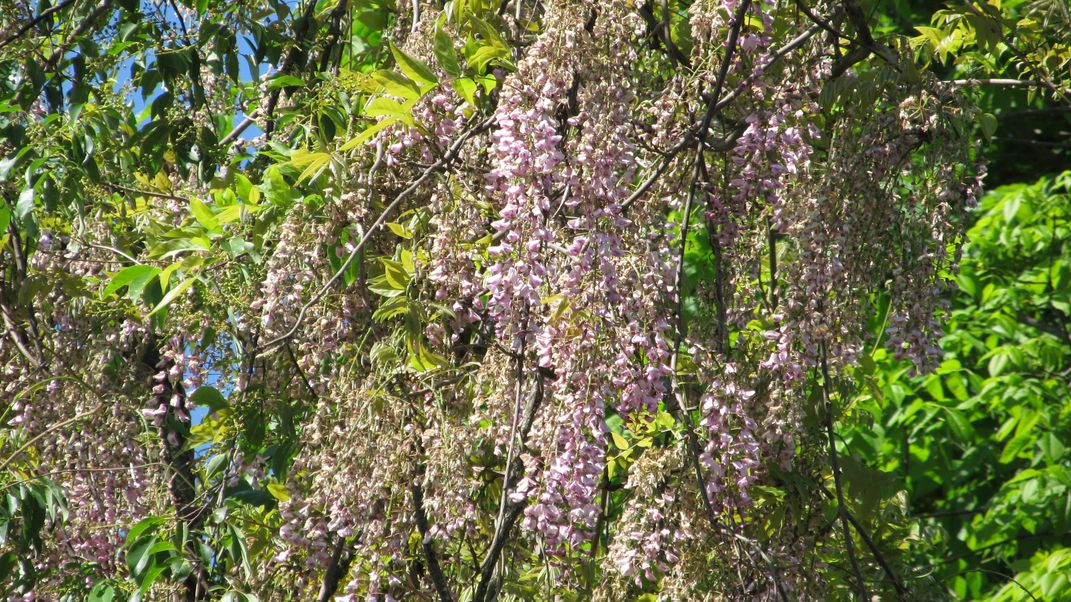 pretty tree | Smithsonian Photo Contest | Smithsonian Magazine