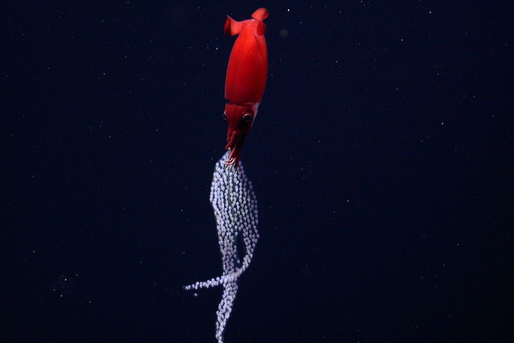 An image of a bright red squid holding a sac of hundreds of eggs