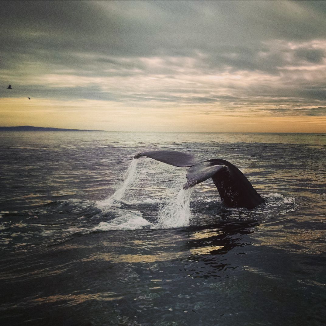 Whale watching in California. | Smithsonian Photo Contest | Smithsonian