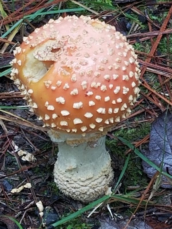 Whimsical Mushroom thumbnail