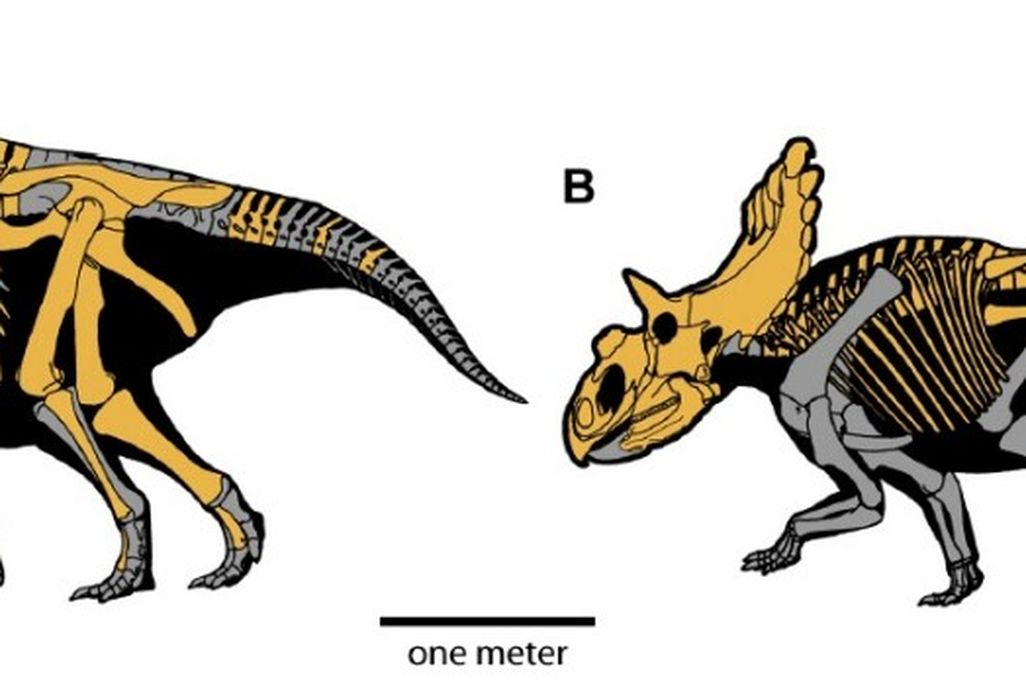 20110520083240utahceratops-kosmoceratops-skeletons-1024x349.jpg