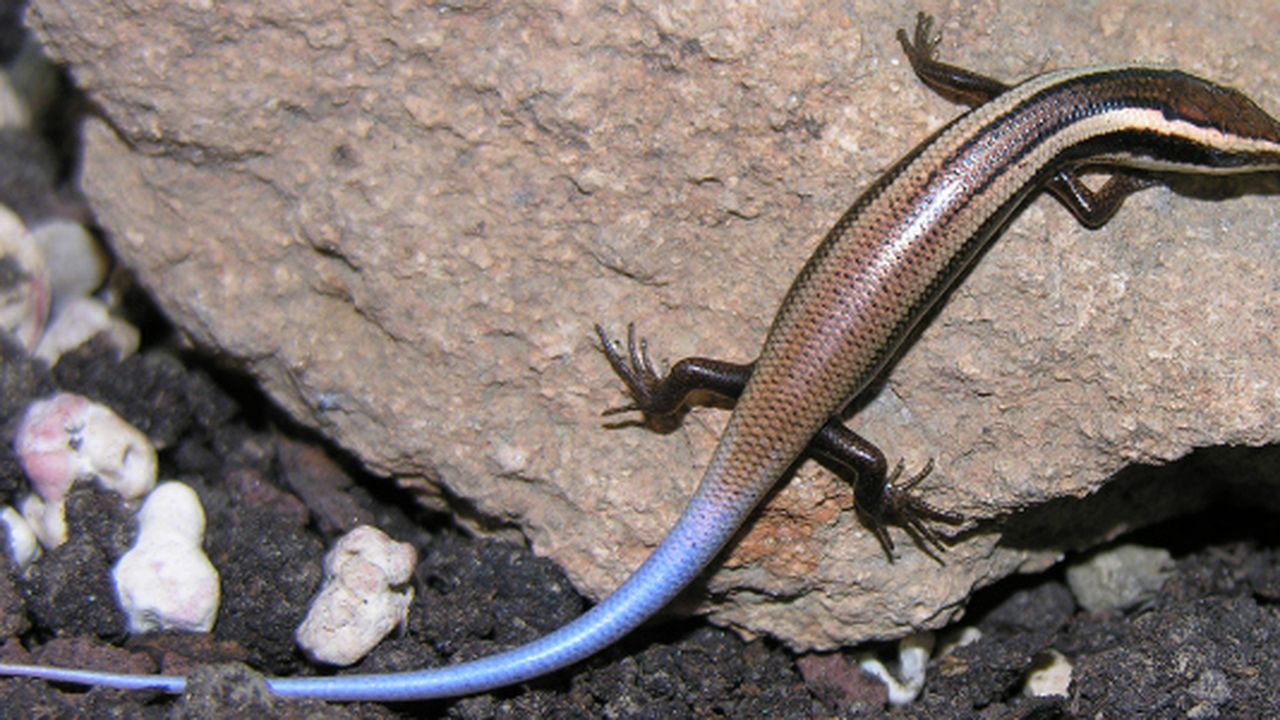 24 New Lizard Species Discovered, Half Close to Extinction, image size:1280x720