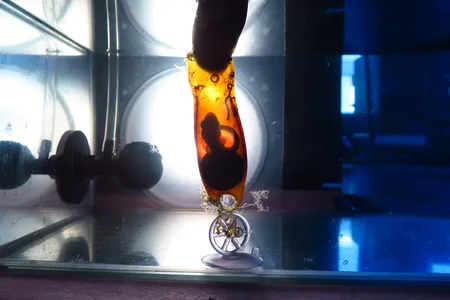 The embryo of a small-spotted catshark, safe inside its egg case, is being raised at the aquarium Oceanogr&agrave;fic Val&egrave;ncia by Associaci&oacute; Lamna, a nonprofit that promotes shark conservation and research. At this stage, the young shark's gills are still external and it is growing from the sustenance provided in the yolk, visible at the bottom of the egg case.